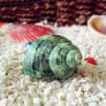 10cm Green Turbo Natural Rare Real Sea Shell Conch Decor Ocean 2pcs