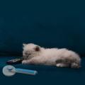Pet Grooming Brush,for Long & Short Hair, Cleaning Of The Brush Blue