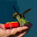 Handheld Bird Feeders Window Feeder Mini Hand Feeding Tools