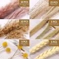 60pcs Natural Pampas Grass Dried 17.72 Inch Dried Flowers for Boho