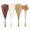 100pcs Natural Dried Pampas Grass Fluffy Stems Dry Pampas Bouquets