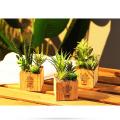 Set Of 3 Artificial Succulents with Led Lights for Home/office Decor