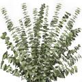 12pcs Dried Eucalyptus Branches Greenery Stems,17 Inch 100% Real