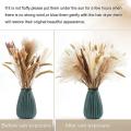 Dried Pampas Grass 70pcs 17.5 Inch Rabbit Tail Millet Bulrush Vase