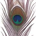 Pack Of 25pc Natural Peacock Feathers 10-12''