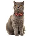2 Pack/set Halloween Cat Collar Breakaway with Cute Bow Tie and Bell