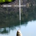 Professional Telescopic Retractable Fish Gaff Eva Hook Tackle 90cm