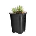 5pcs Black Square High Waist Mini Nursery Pot Plant Pot L