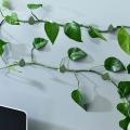 Plant Climbing Wall Fixture Clips 60pcs Invisible Vines Fixing Clips