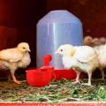 6pcs Chicken Watering Cup Automatic Filling Waterer Poultry Drinking