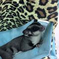 Honey Bag Flying Squirrel Three-layer Warm Hammock Blue Cat