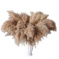 30 Stems Dried Pampas Grass,17 Inch Pampas Grass Flowers Dried Plants