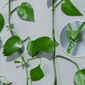 120pcs Green Invisible Vine Fixing Clip, Plant Climbing Fixing Device
