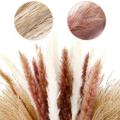 Pampas Grass Natural Dried Flowers for Wedding Decoration Home Decor