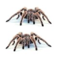 Creative Personality Scratch Cover  Car Body Sticker(Spider Pair)