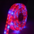 5m 300 LEDs SMD 5050 Full Spectrum LED Strip Light Fitolampy Grow Lights for Greenhouse Hydroponic P