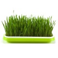 5 PCS Bean Sprout Germination Tray Soilless Culture Seedling Pot(Green)