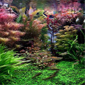 Egrow 1000 PCS Aquarium Plant Seeds Pine Tree Semillas Raras Plantas Aquatic Fish Tank Decoration Tr