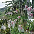(Sizes 25*35cm )50Pcs Plant Fruit Protect Drawstring Mesh Net Bag Garden Greenhouse Plant Cover ...