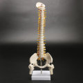 45cm (17.7") Spine Medical Model With Pelvis Femur Heads 1/2 Life Lab Equipment