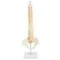 Spine Anatomical Model With Pelvis Femur Heads 1/2 Life Size Lab Equipment Detailed Vertebral Column