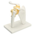 NEW Life Size Anatomical Functional Human Shoulder Joint Teaching Model