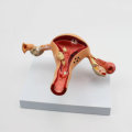 1Pcs Uterus Ovary Anatomical Medical  Model Anatomy Cross-Section Science Toy With Base