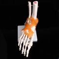 Life Size Foot Ankle Joint Anatomical Skeleton Model Human Anatomy  Teaching Training Education Offi