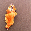 10-12cm Home Furnishing Marine Sea Decorations Giant Natural Tridacna Big Conch