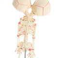 Double Head Baby Anatomy Skull Skeleton Anatomical Brain Anatomy Education Medical Model