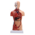 STEM Human Torso Body Anatomy Model Heart Brain Skeleton School Educational