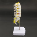 Mini Human Lumbar Vertebrae Sacrum Coccyx Anatomy Medical Spine Model 15cm