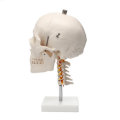Life Size Human Adult Skull Model Cervical Spine Skeleton Model Anatomy Medical Model