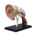 4D Vision Human Ear Anatomy Model Anatomical Learn Study Equipment