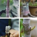 Nursery Grafting Stretchable Tape Self-Adhesive For Garden Tree Seedling 2cm6cm80m