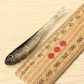 ZANLURE 1Set 10PCS Soft Silicone Fishing Lure Bait Freshwater Salt Water