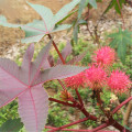 Egrow 100Pcs/Pack Chinese Castor Seeds Ricinus Communis Home Garden Plant