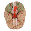 Life Size Human Brain Model w/ Arteries Medical Anatomical Cerebral Model Base Science Teaching 8 Pa