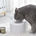 Cat Bowl 15 Tilted Elevated Raised Stand, Double Dish Pet Food & Water Bowls, Transparent Plastic