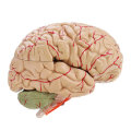 Life Size Human Brain Model w/ Arteries Medical Anatomical Cerebral Model Base Science Teaching 8 Pa