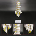 12``Life Size Chiropractic Human Anatomical Lumbar Vertebral Spine Anatomy Model