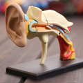 4D Vision Human Ear Anatomy Model Anatomical Learn Study Equipment