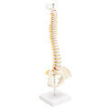 Spine Anatomical Model With Pelvis Femur Heads 1/2 Life Size Lab Equipment Detailed Vertebral Column