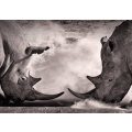 A confrontation between two white rhinos