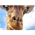 Closeup of a giraffe head