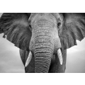 Closeup of a elephant