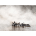Zebras in the Mara river
