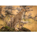 Cheetah and cubs sitting on grassy mound