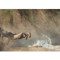 Wildebeests crossing Mara river