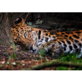 Closeup of a leopard lying down